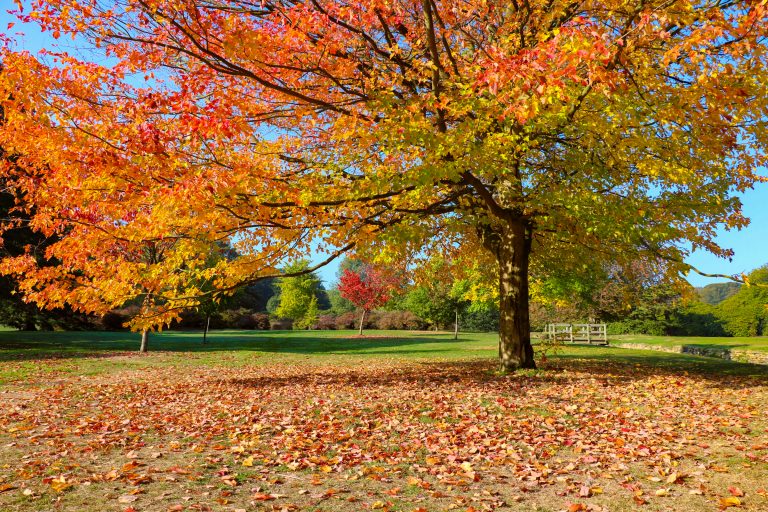 Who Are We? – Friends Of Temple Newsam Park