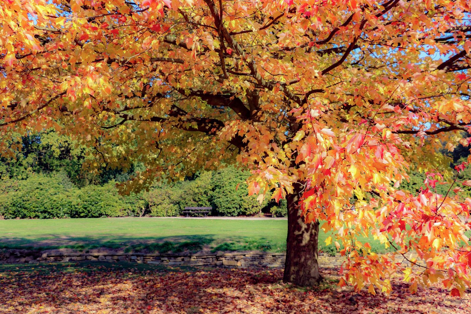 Friends of Temple Newsam Park